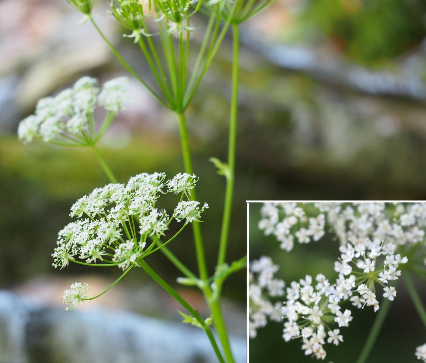 Chervil, [Upright] flower